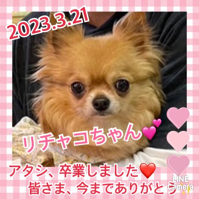 ★リチャコ★2023,3,3ー2023,3,21【保護犬カフェ天神橋店】